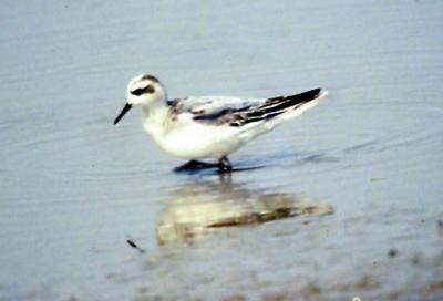 Red Phalarope - imm. phalarope mark