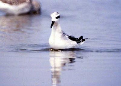 Red Phalarope - September - bill