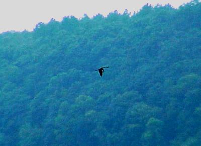 Frigatebird -Magnificent - 8-30-05 Pickwick Lake