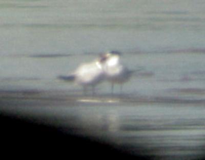 Royal Tern - 9-1-05 Dacus bar-feeding young