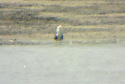 Black Skimmer - 9-17-05   Dacus Bar - Shelby Co. TN