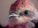 Vermilion FC - Hatchie NWR