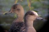 Am. Wigeon  pair - heads up