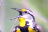 Eastern Meadowlark - male singing.jpg