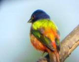 Painted Bunting - Ensley Bottoms- Shelby Co. TN - 6-4-05