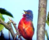 Painted Bunting - singing