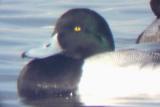 Greater Scaup - 2-6-05 adult male