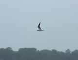 Sooty Tern - 7-12-05 Pickwick Lake