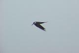 Sooty Tern - 7-11-05 - Picwick Lake