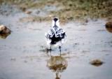 Red-necked Phalarope - Oct. 1989 - Big Sandy