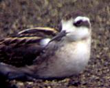 Red-necked Phalarope - imm. back and neck color
