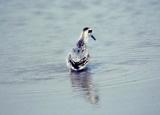 Red Phalarope -- Sept. 1991