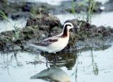 Wilsons Phalarope - female breeding plumage