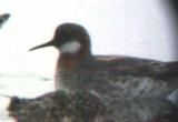 Red-necked Phalarope - adult female  5-17-03