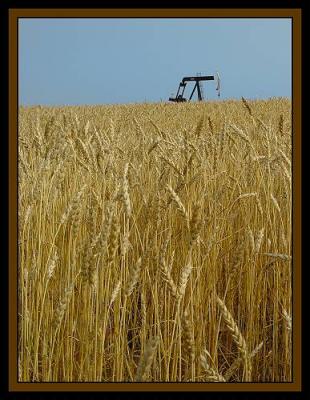 Wheat and oil.JPG