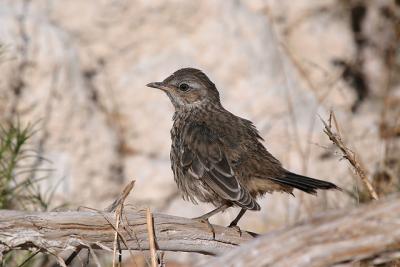 Sage Thrasher