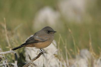 Say's Phoebe