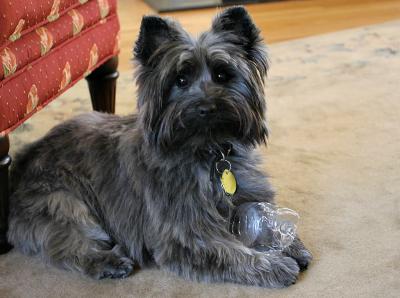 v3/46/46346/3/49485832.Gemmawithwaterbottle.jpg