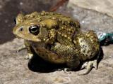 Toad1.jpg