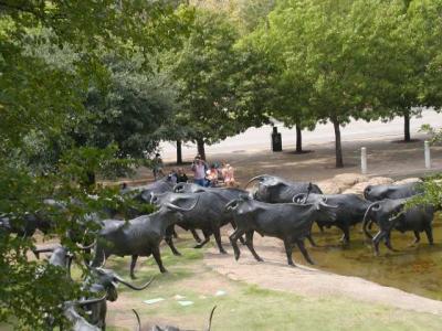 more cattle