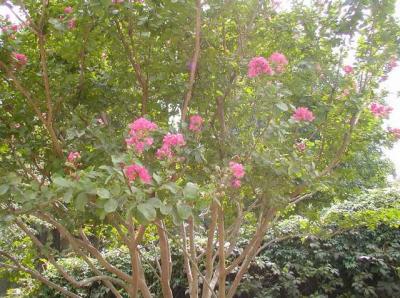 dallas flora