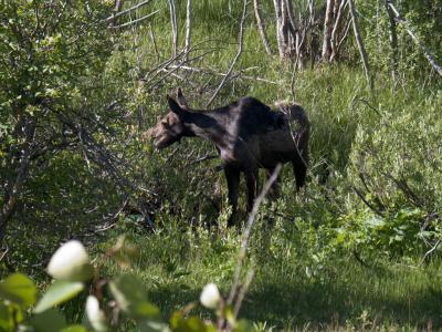 Moose