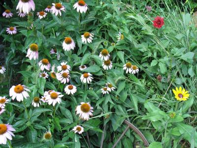 BillsGarden-02.jpg