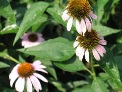 BillsGarden-03.jpg