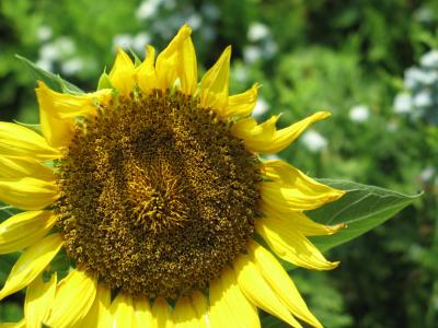 BillsGarden-04.jpg