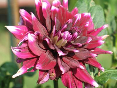 BillsGarden-06.jpg
