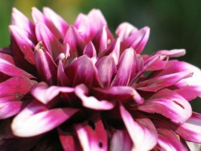 BillsGarden-07.jpg