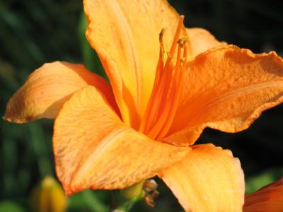 BillsGarden-08.jpg