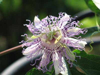 BillsGarden-11.jpg