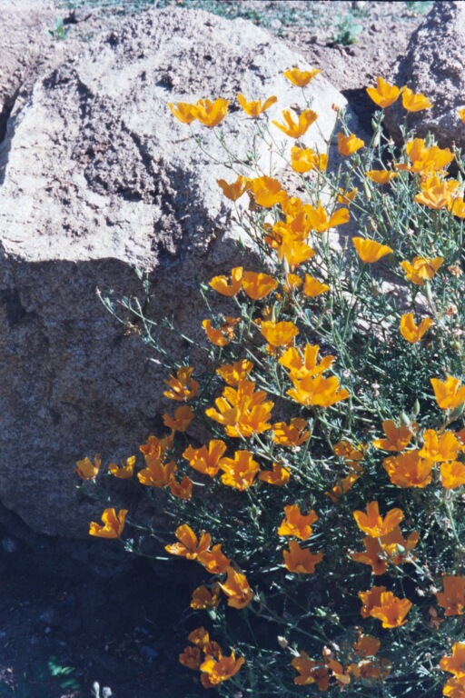 washington wild flower