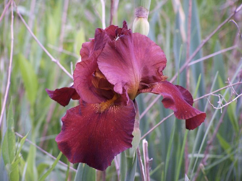 iris and spider