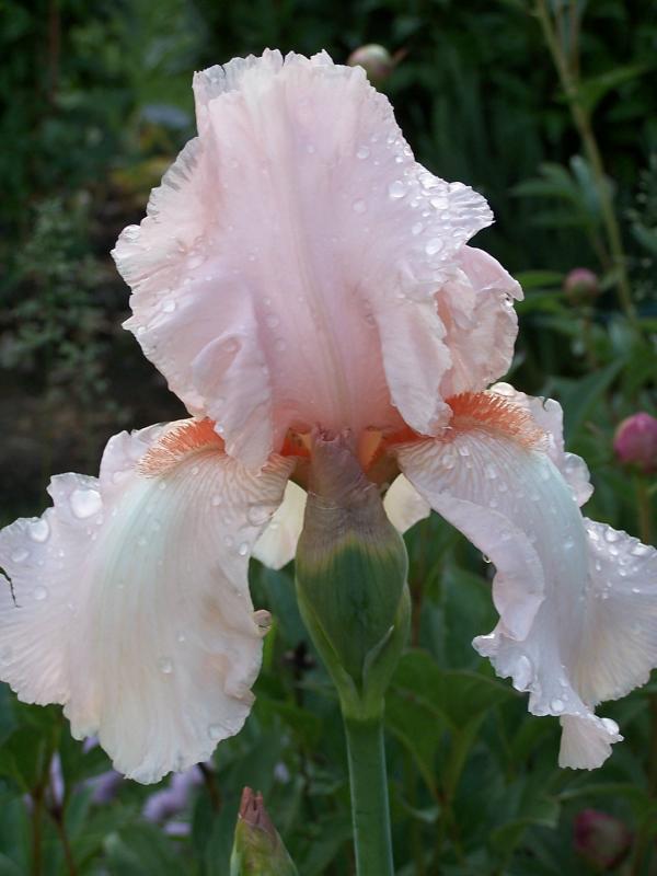 iris after the rain