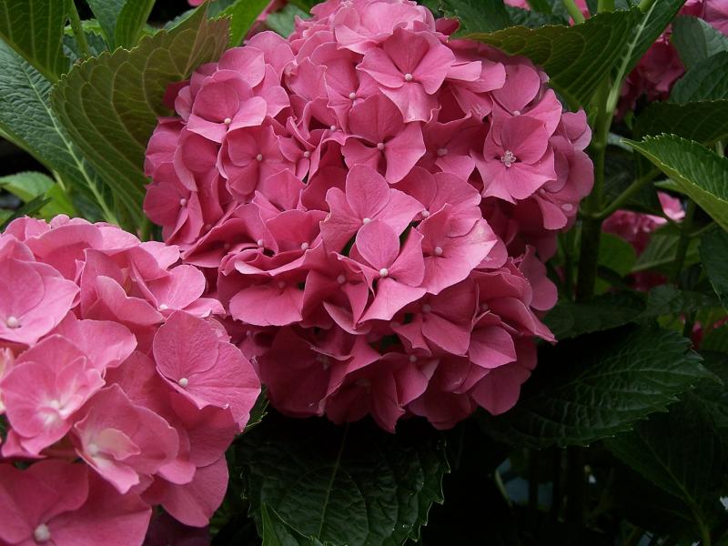 pink hydrangea