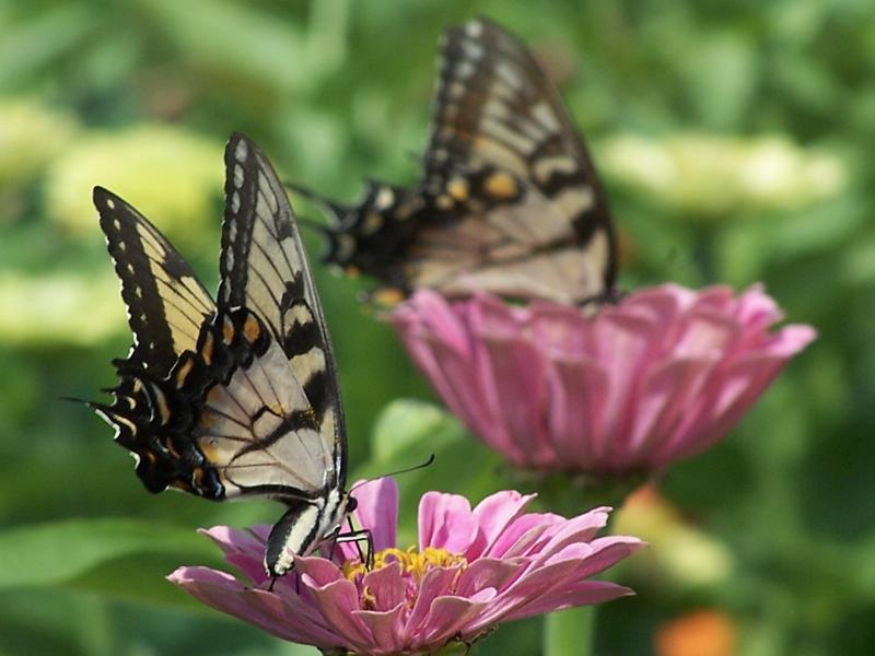 pair of eastern tiger swallowtails