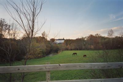 horses in a field