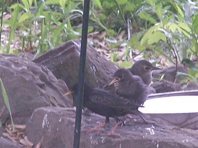starling with offspring