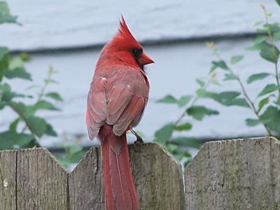 cardinal atop a fence