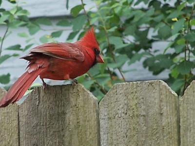 cardinal on a fence