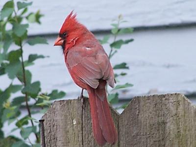 cardinal on a fence 2
