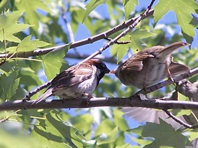 sparrow feeding its young