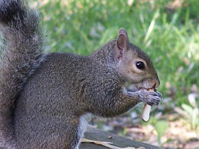 squirrel eating maple pod