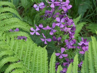 ferns with money plant