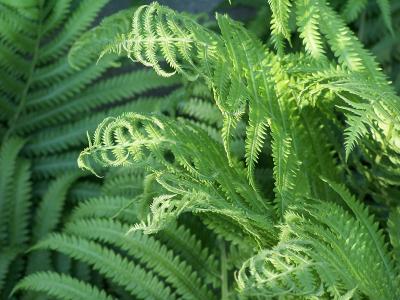 frilly ferns