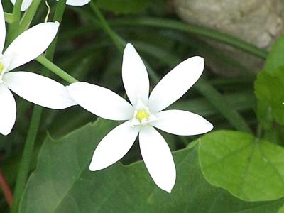 white wildflower