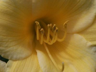 daylily up close