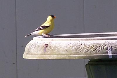 goldfinch on birdbath